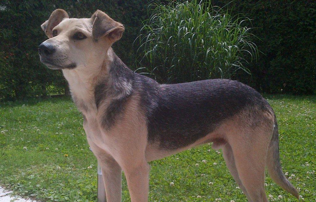 Barry (aus Moldawien)