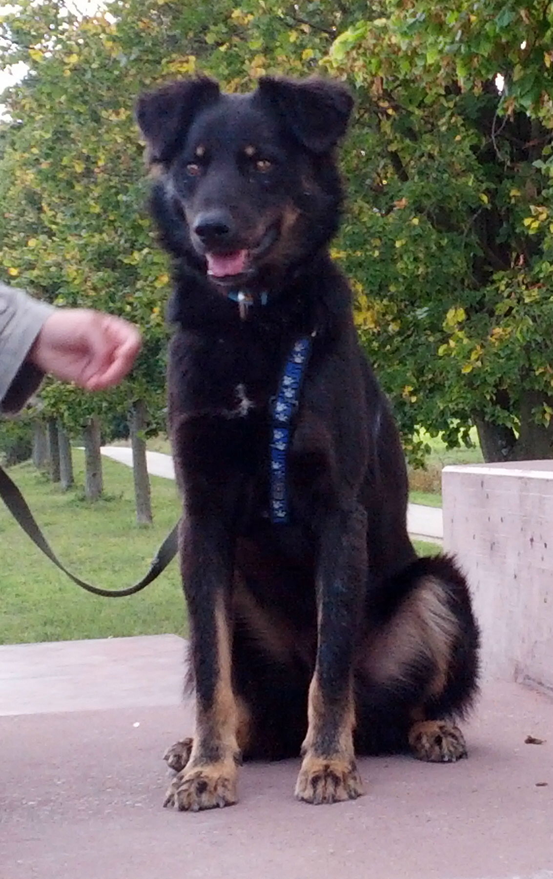 Bosko (aus Moldawien)