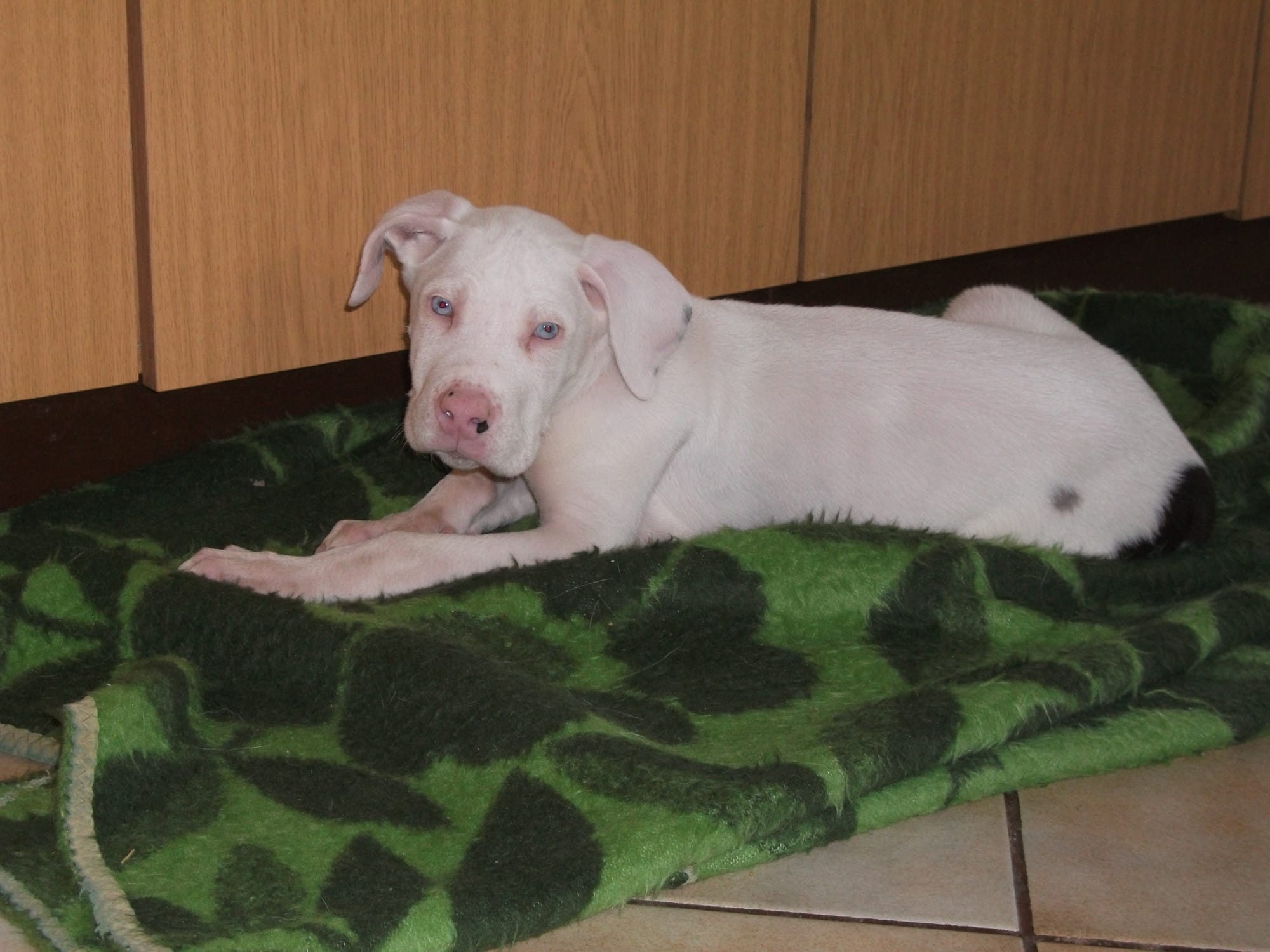Doggi (Spitzname "Schweinenase")