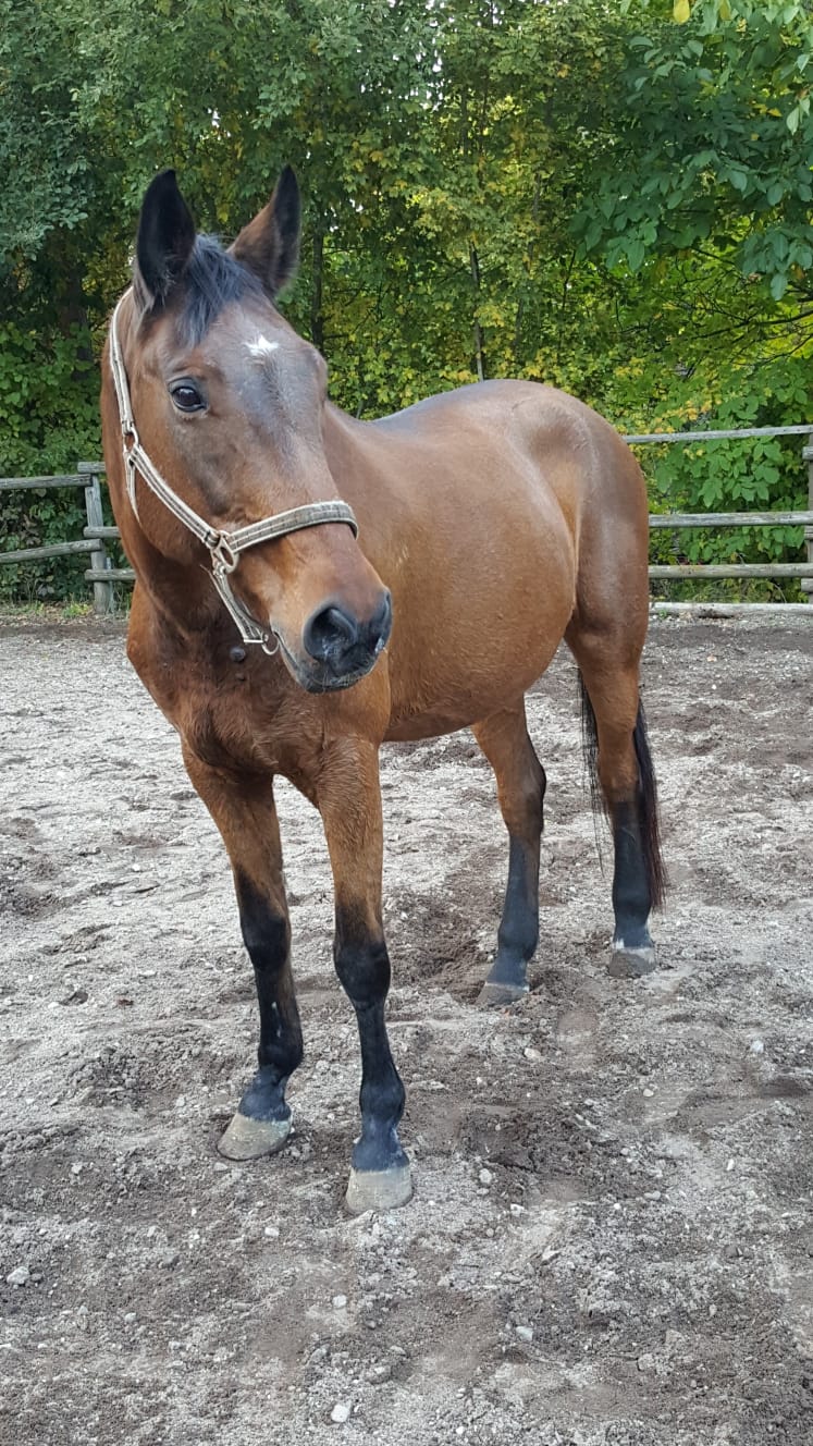 Ronja (+ in Erinnerung)