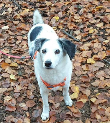 Shana (+ in Erinnerung)
