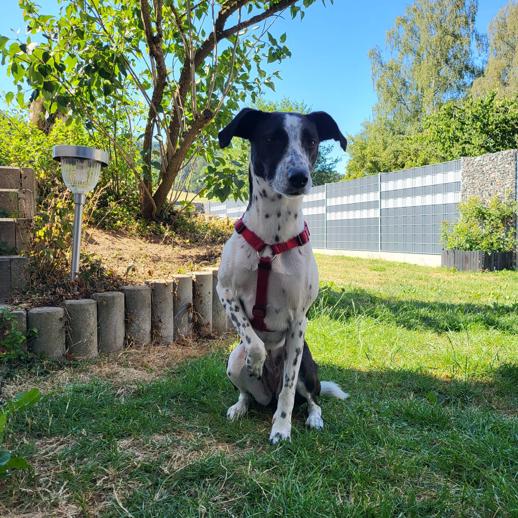 Nala