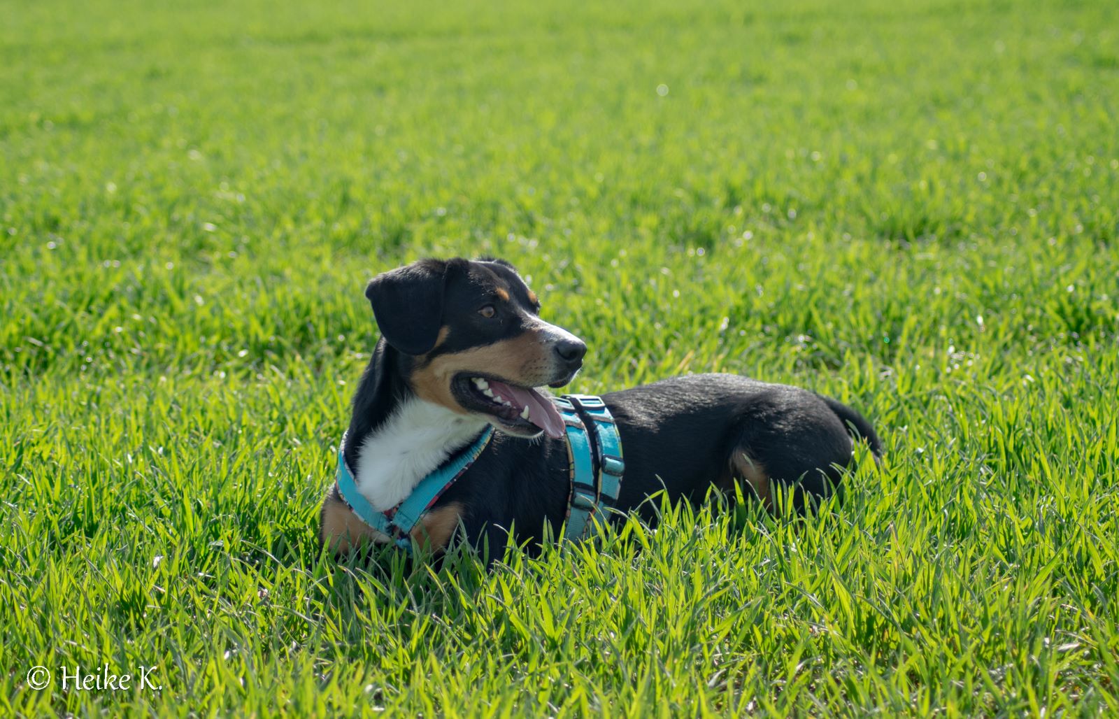Sammy