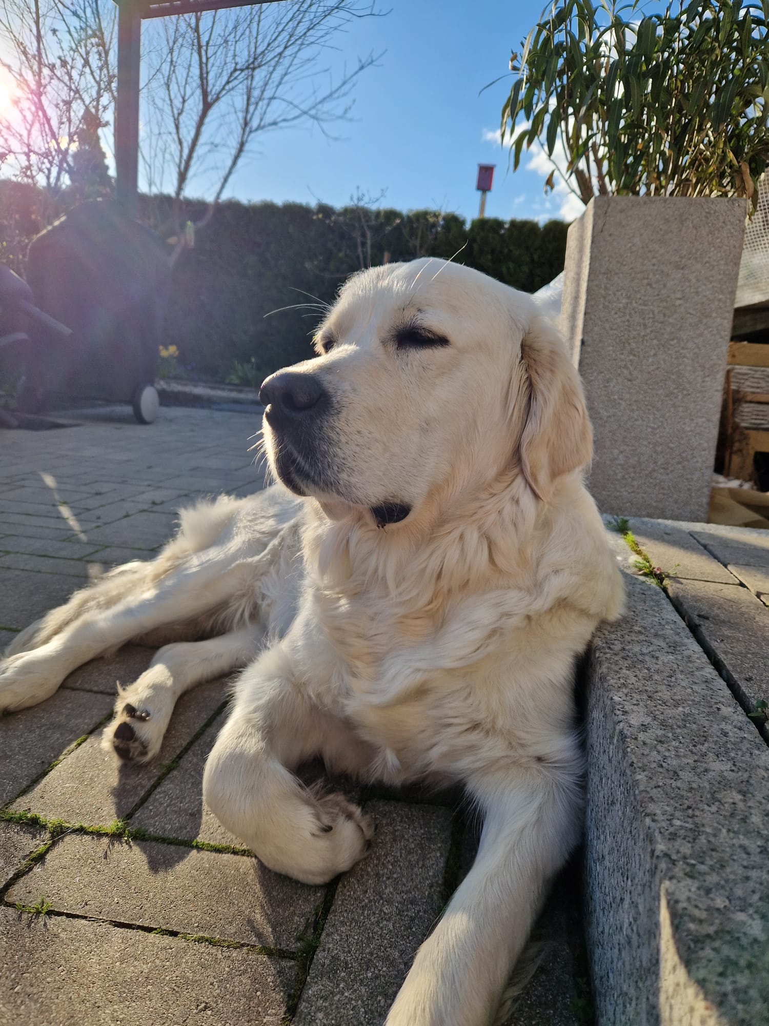 Sunny