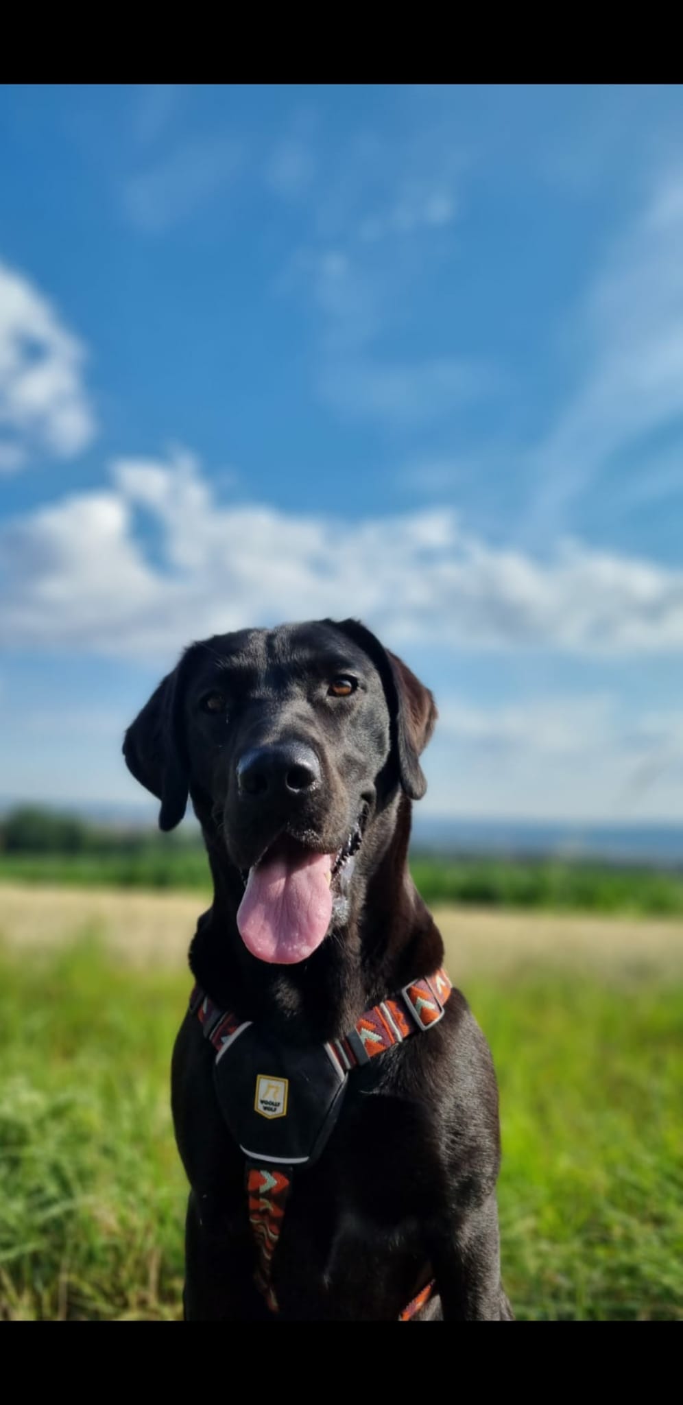 Ellie
