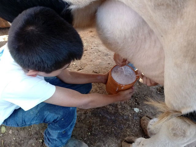 Leche cruda y productos elaborados con leche cruda vs. leche pasteurizada y productos elaborados con leche pasteurizada