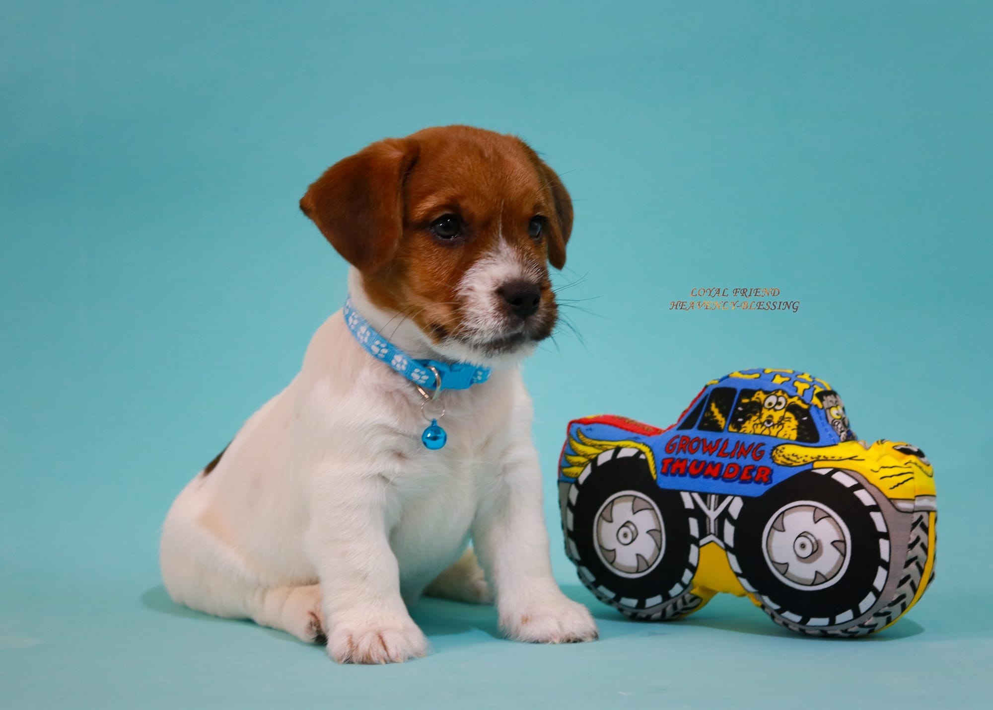 Хлопчик 1 / Male 1 LOYAL FRIEND HEAVENLY-BLESSING