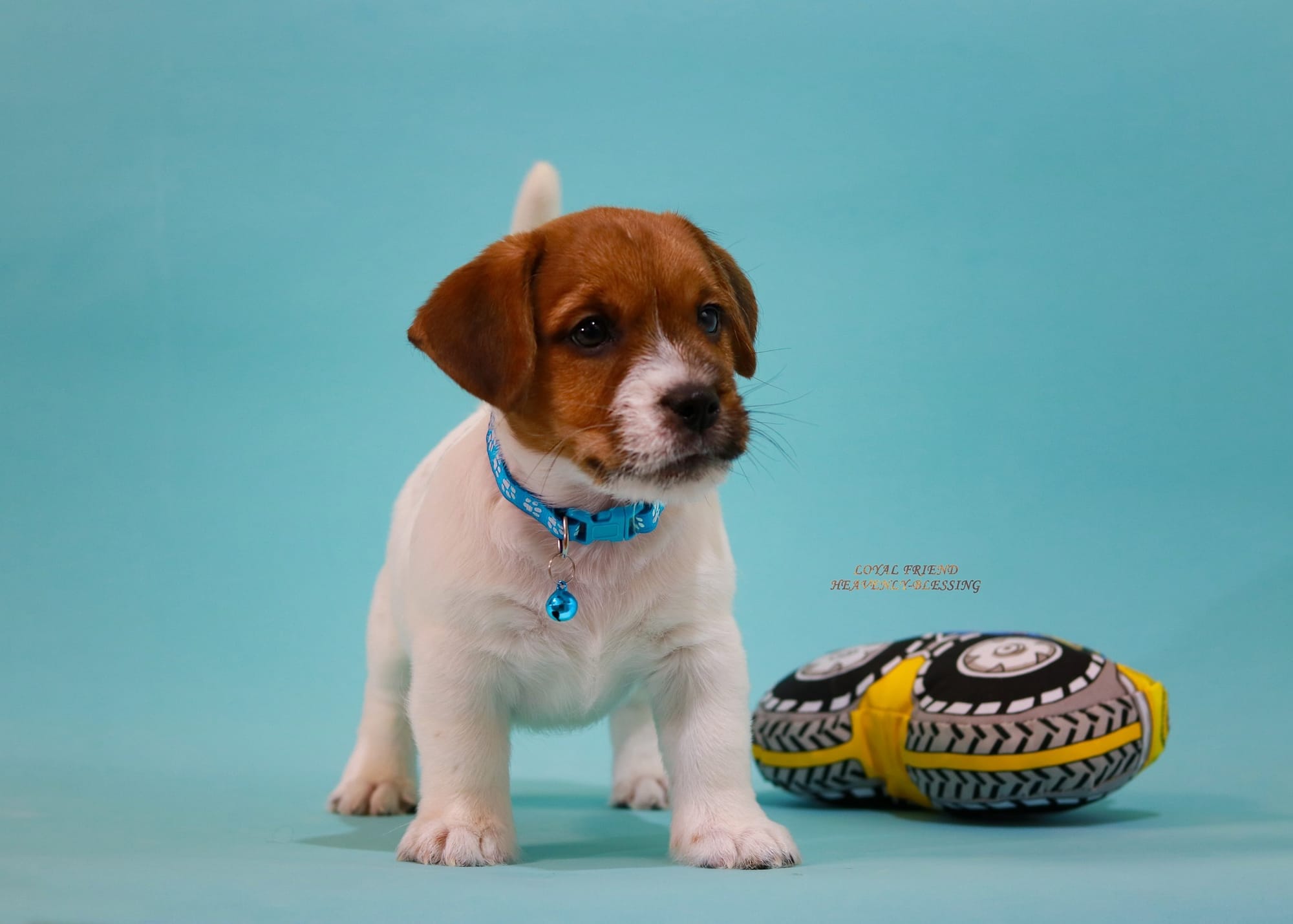 Хлопчик 1 / Male 1 LOYAL FRIEND HEAVENLY-BLESSING