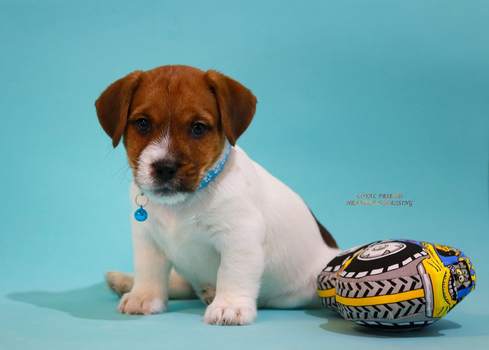 Хлопчик 1 / Male 1 LOYAL FRIEND HEAVENLY-BLESSING