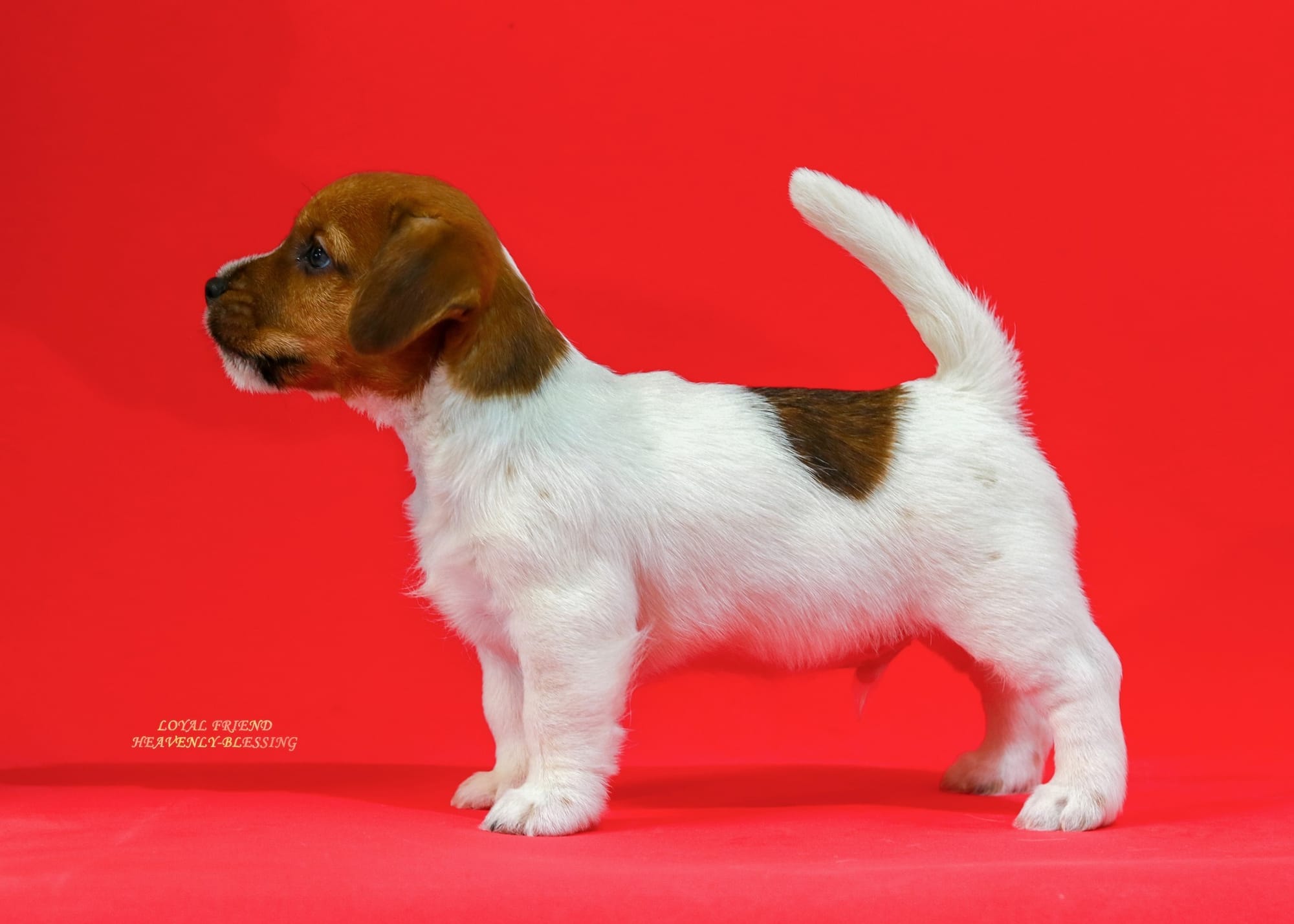 Хлопчик 1 / Male 1 LOYAL FRIEND HEAVENLY-BLESSING