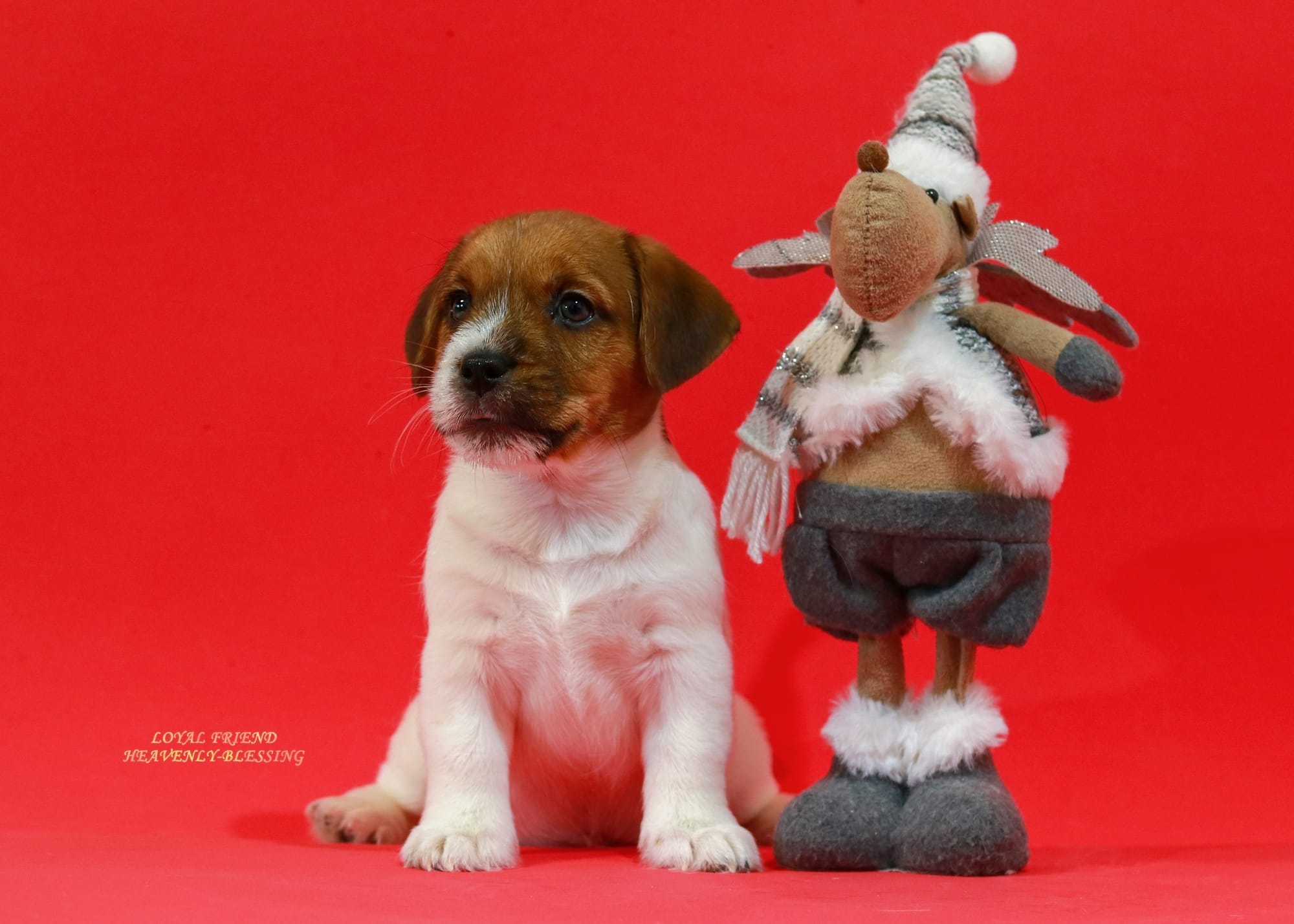 Хлопчик 1 / Male 1 LOYAL FRIEND HEAVENLY-BLESSING