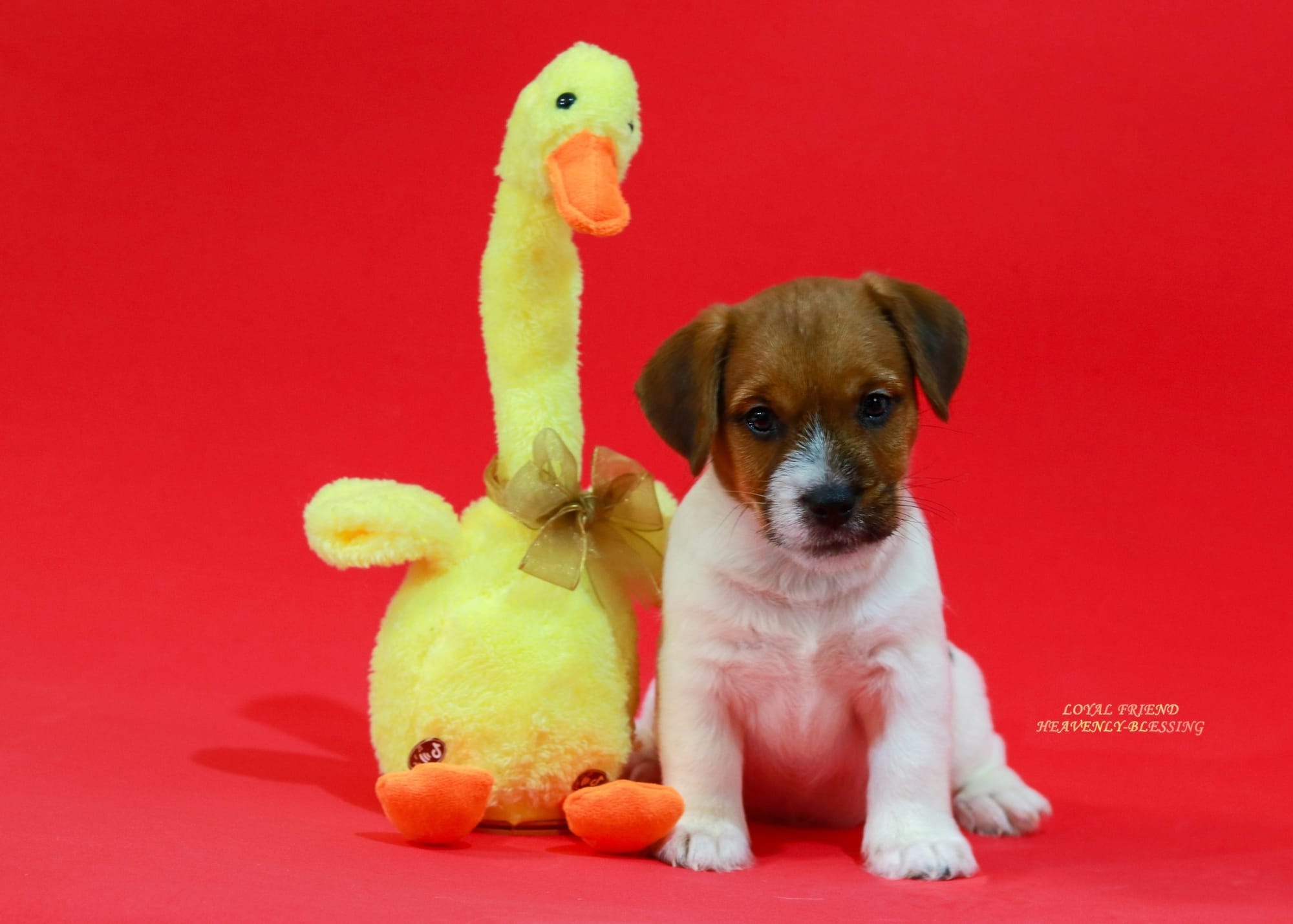 Хлопчик 1 / Male 1 LOYAL FRIEND HEAVENLY-BLESSING