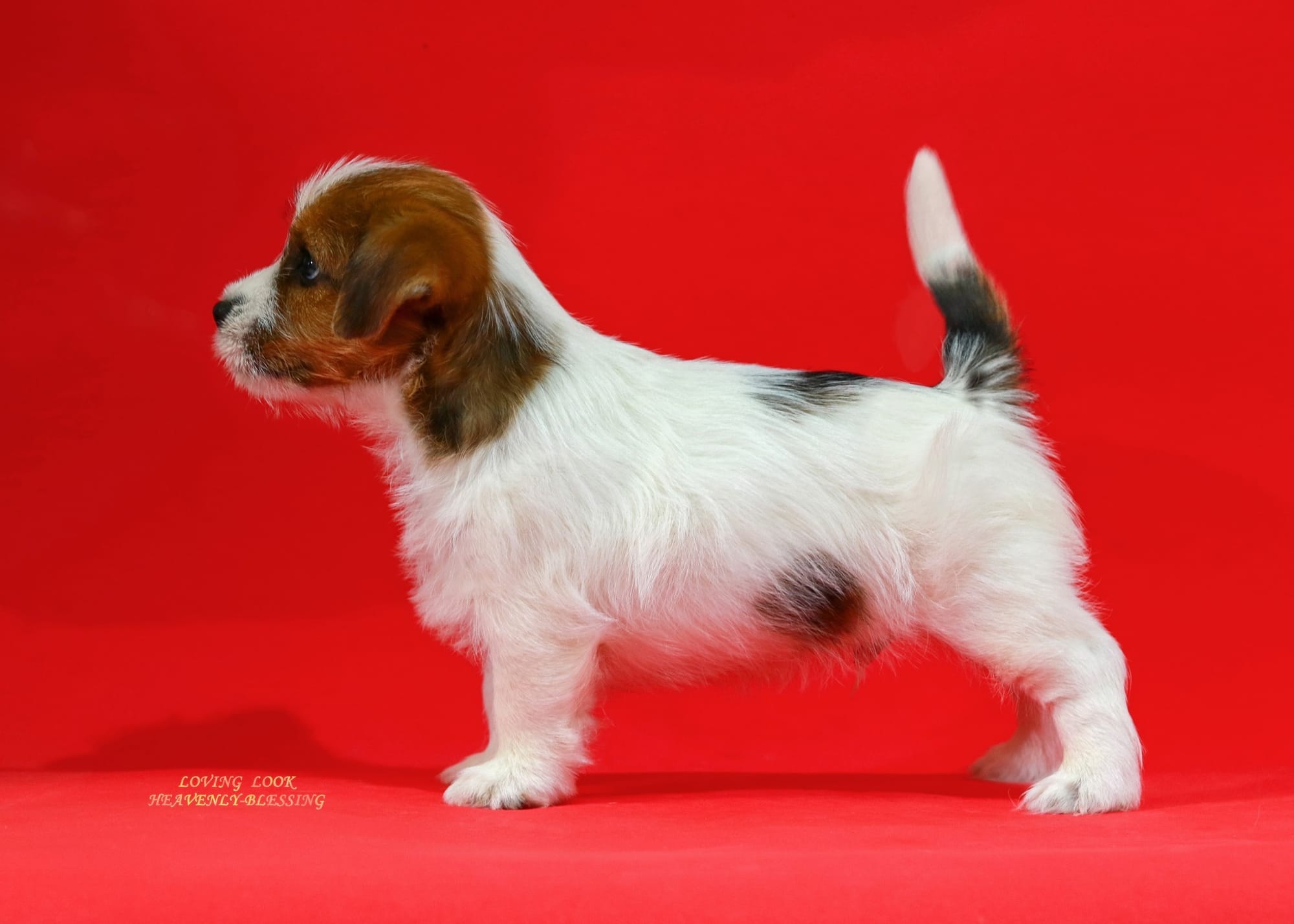 Хлопчик 2 / Male 2 LOVING LOOK HEAVENLY-BLESSING