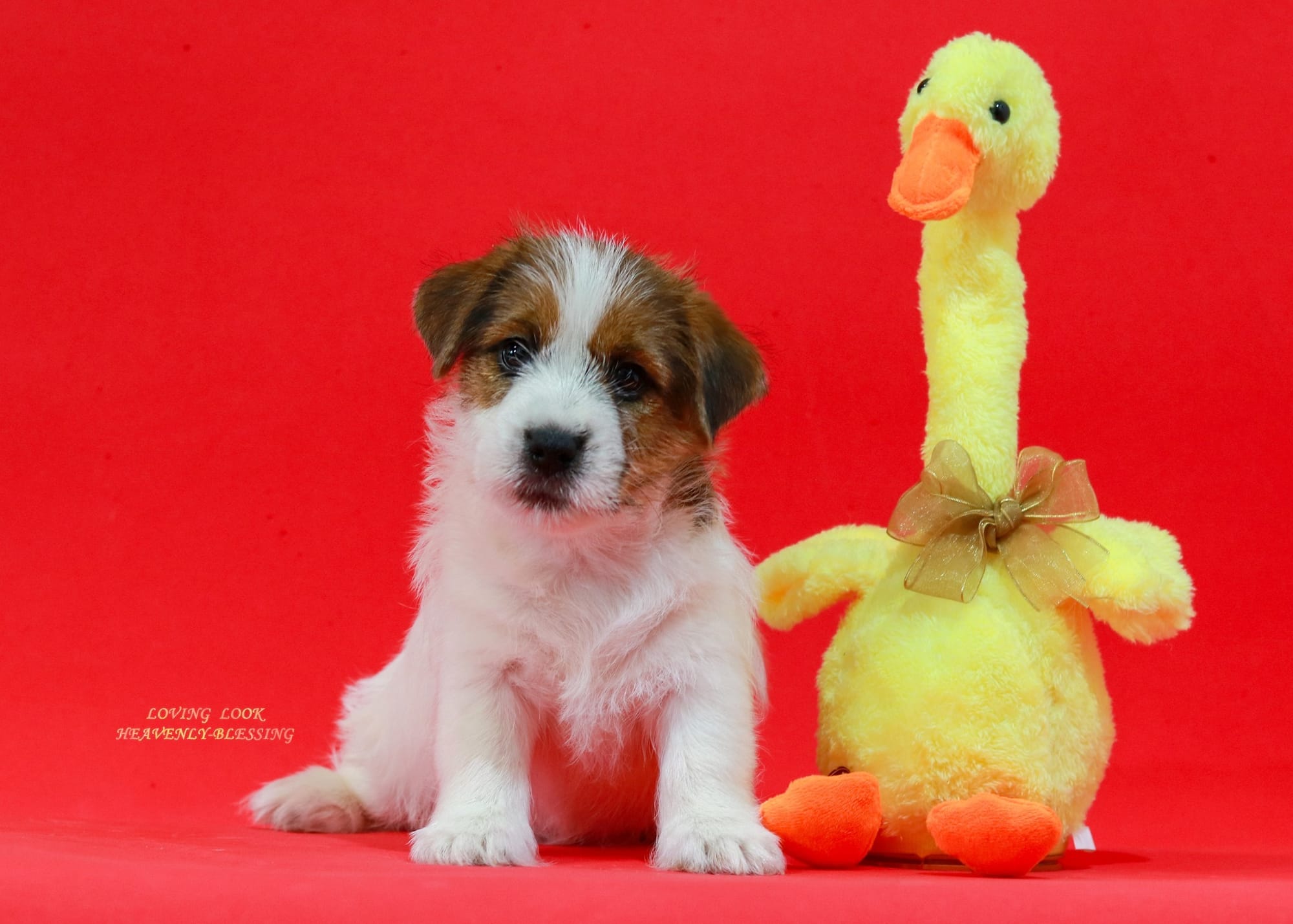 Хлопчик 2 / Male 2 LOVING LOOK HEAVENLY-BLESSING