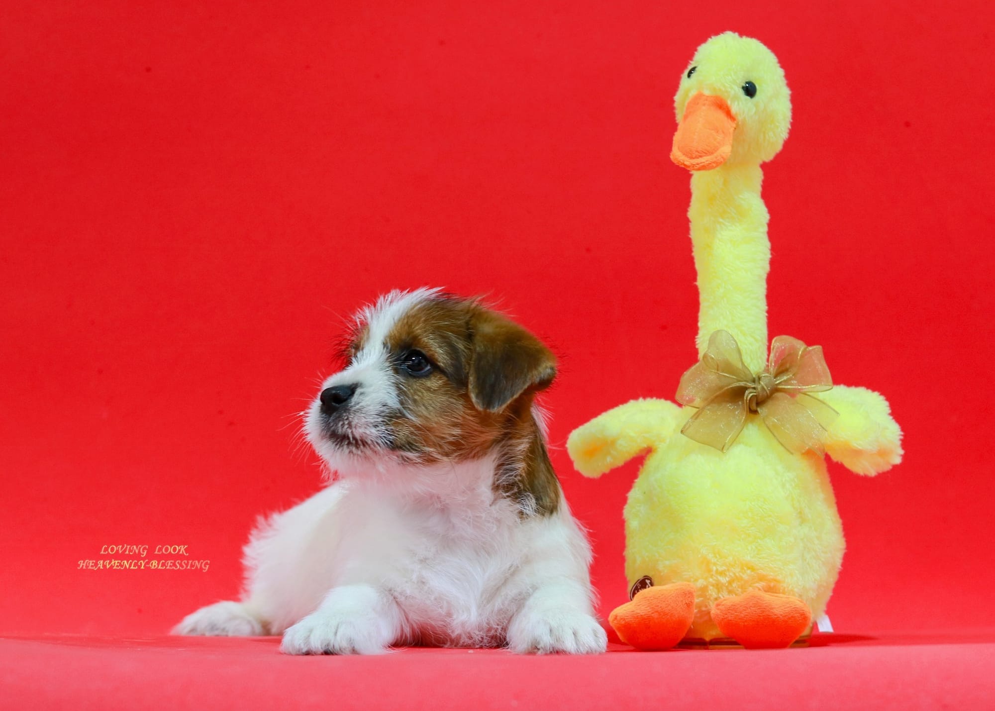 Хлопчик 2 / Male 2 LOVING LOOK HEAVENLY-BLESSING