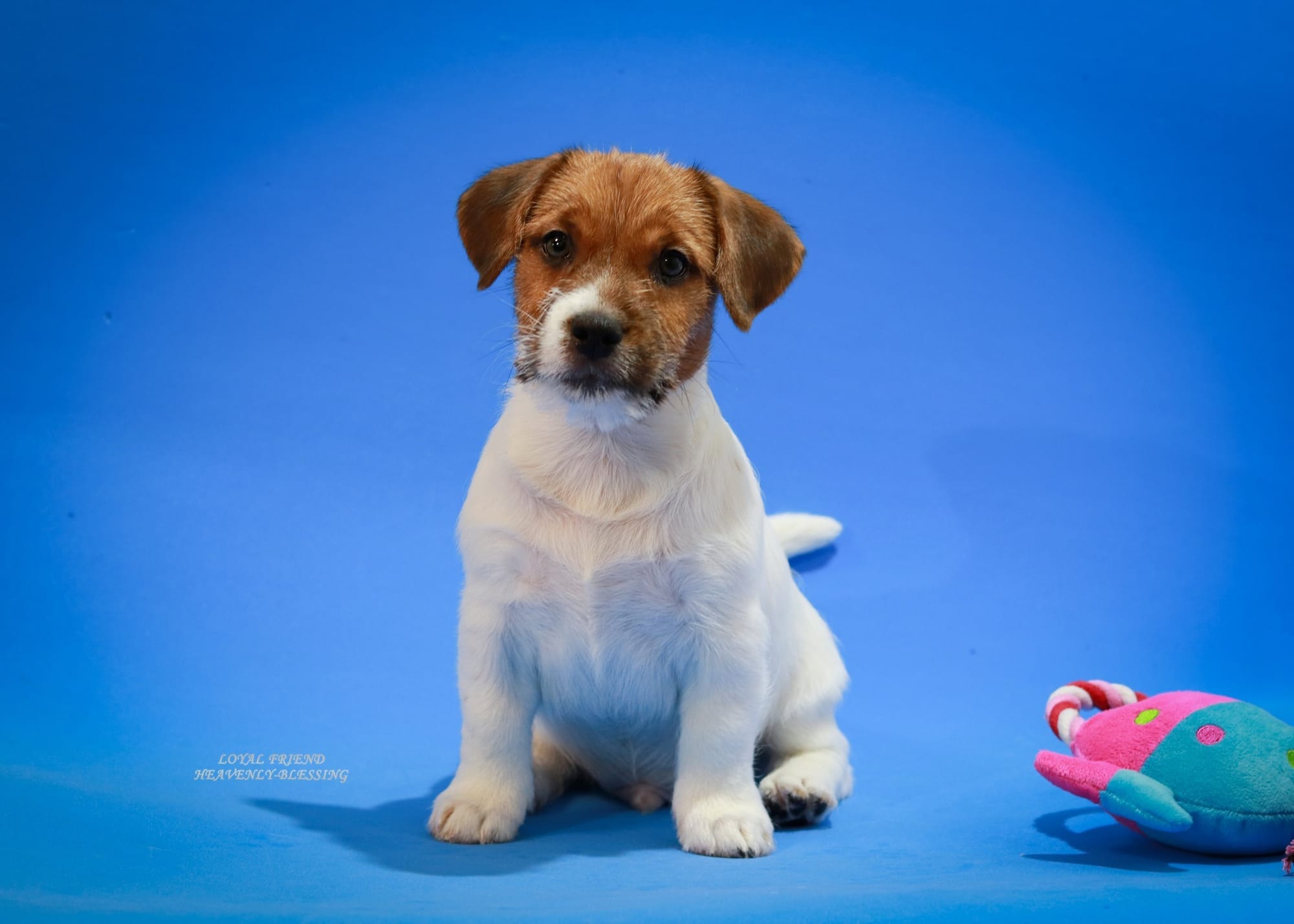 Хлопчик 1 / Male 1 LOYAL FRIEND HEAVENLY-BLESSING