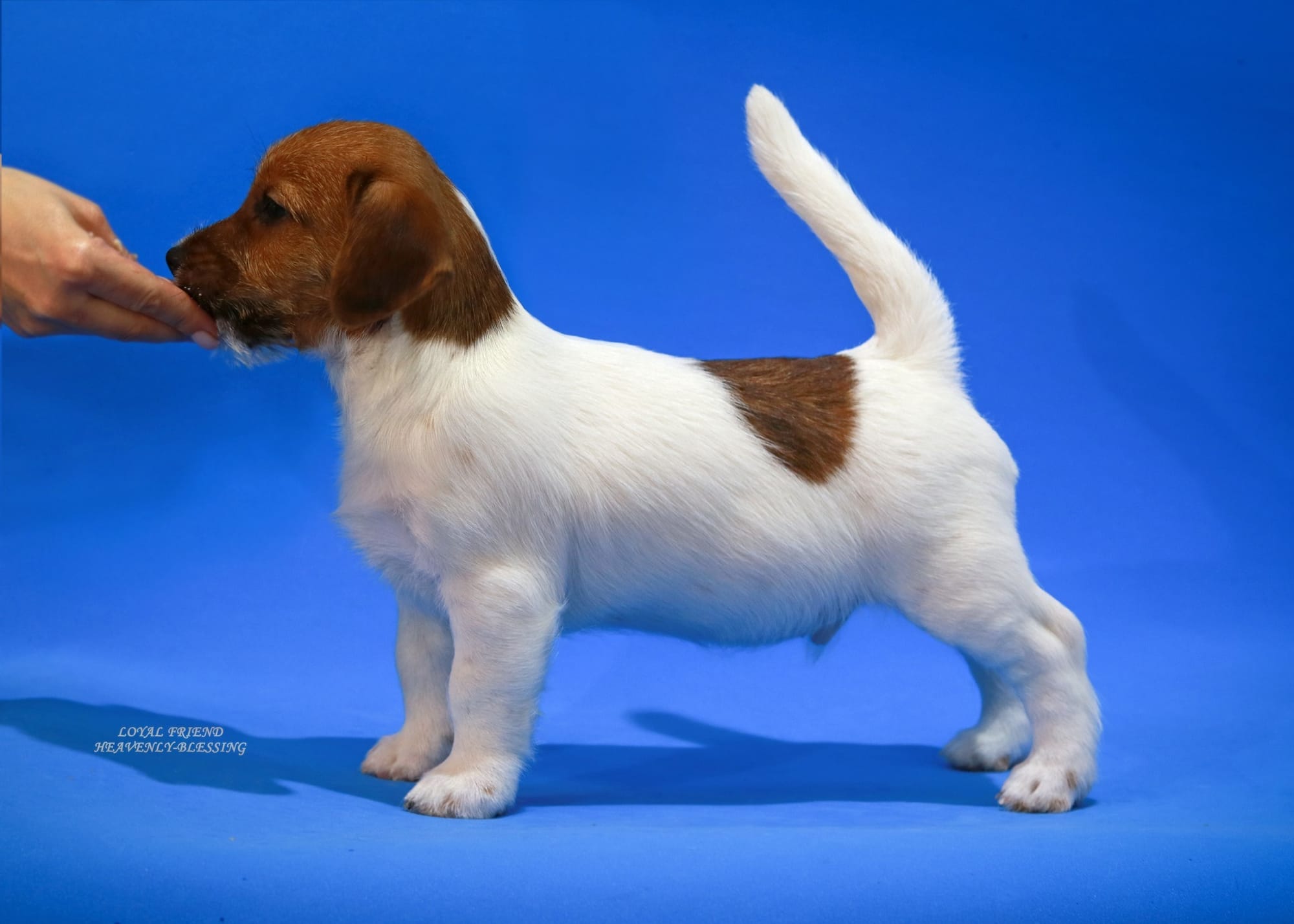 Хлопчик 1 / Male 1 LOYAL FRIEND HEAVENLY-BLESSING