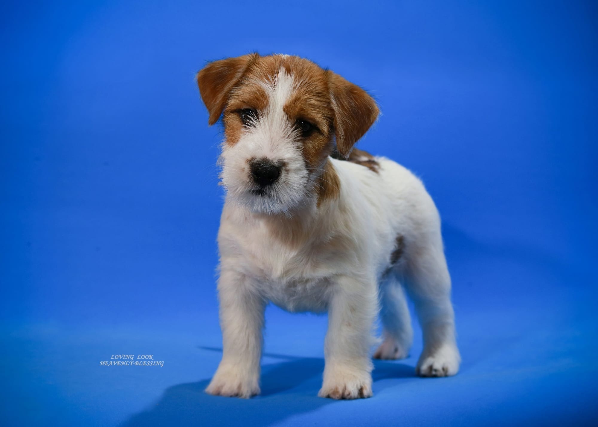 Хлопчик 2 / Male 2 LOVING LOOK HEAVENLY-BLESSING