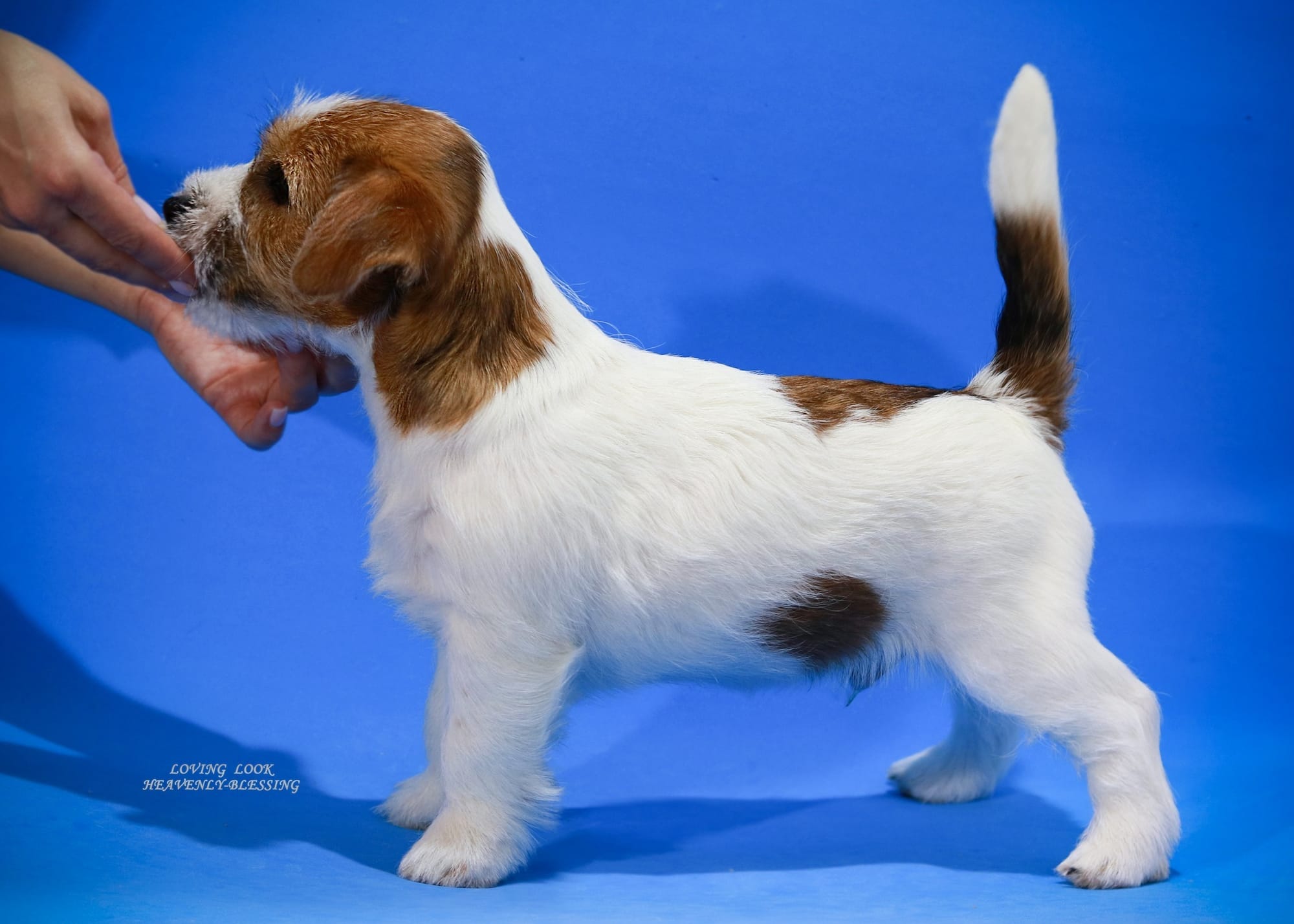 Хлопчик 2 / Male 2 LOVING LOOK HEAVENLY-BLESSING
