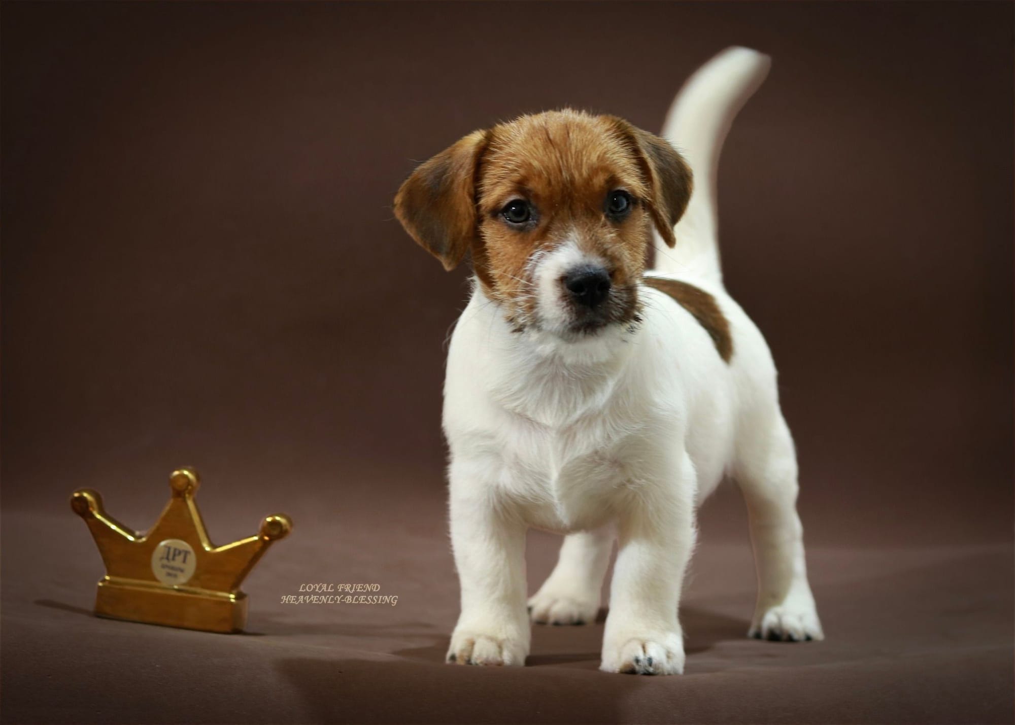 Хлопчик 1 / Male 1 LOYAL FRIEND HEAVENLY-BLESSING