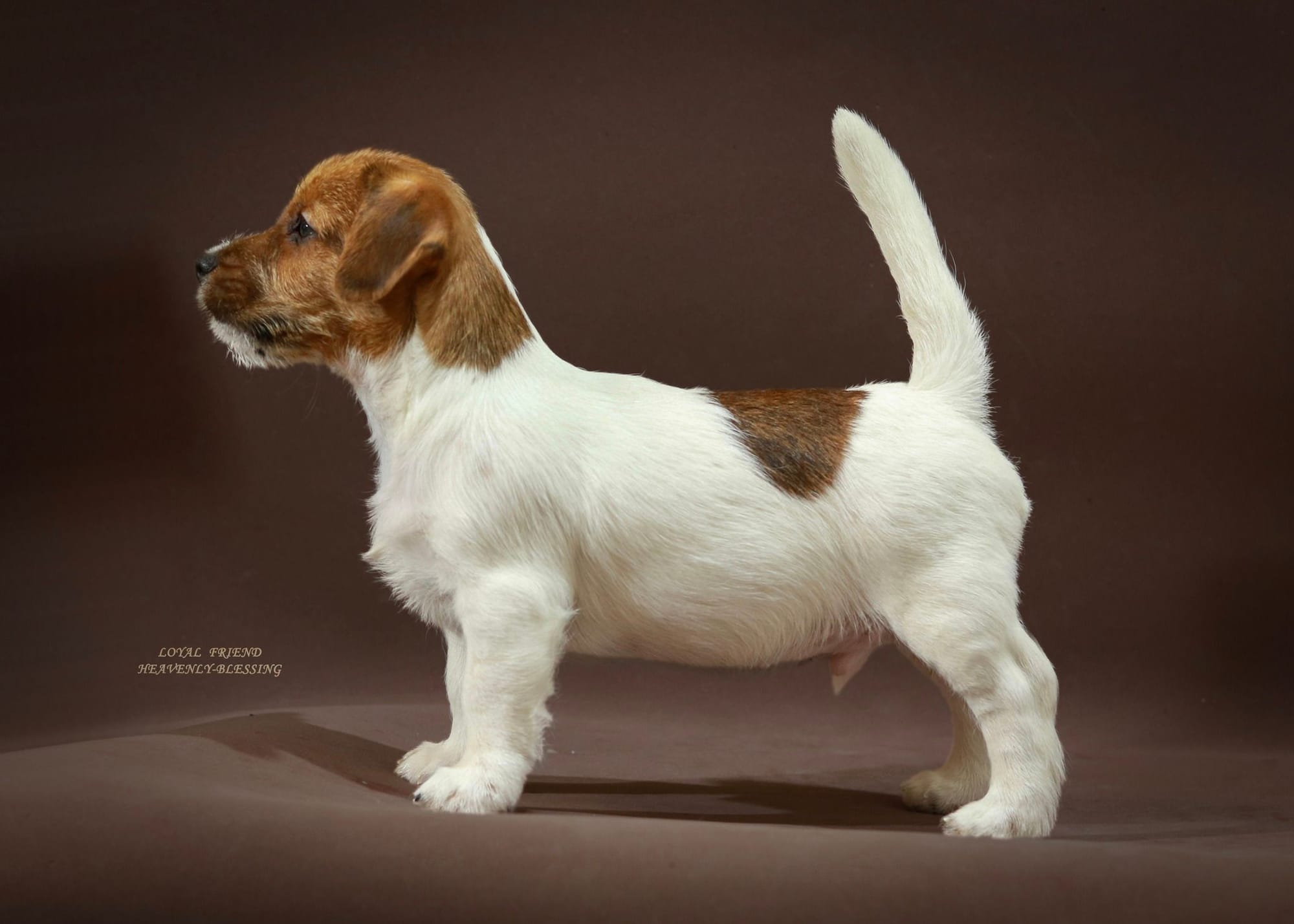 Хлопчик 1 / Male 1 LOYAL FRIEND HEAVENLY-BLESSING