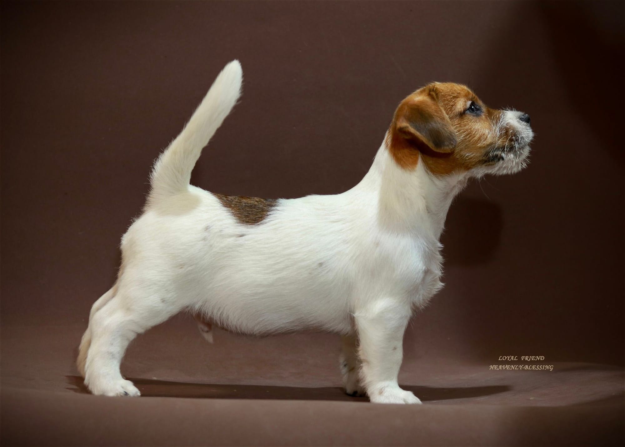 Хлопчик 1 / Male 1 LOYAL FRIEND HEAVENLY-BLESSING