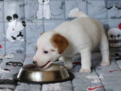 КОРМЛЕНИЕ СОБАК