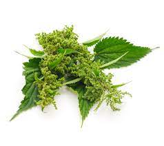 Nettle extract