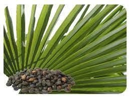 Saw palmetto extract