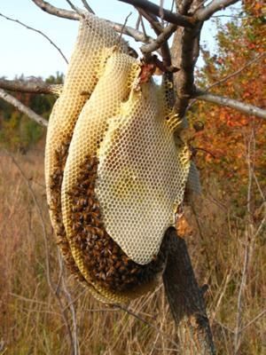 Honey Bees Are in Trouble Due to Human Activities