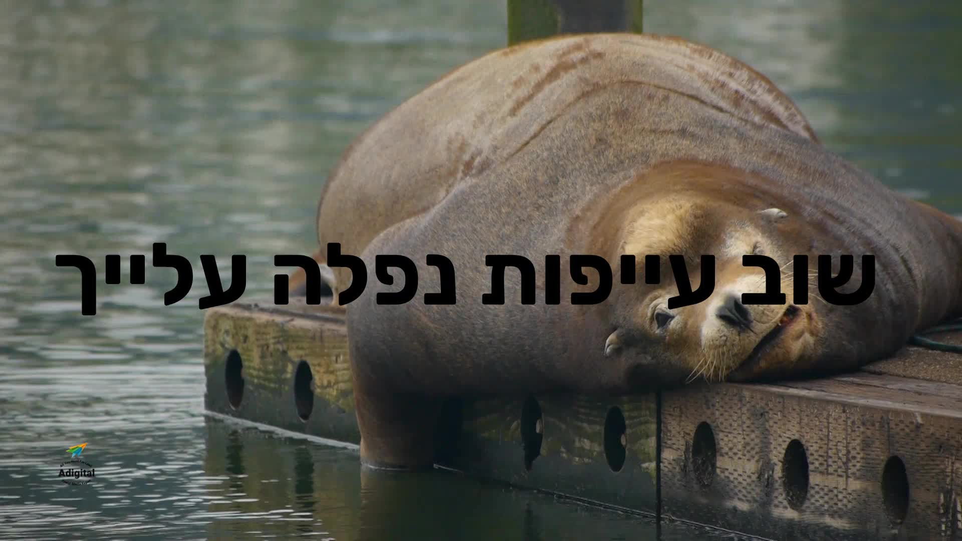 סרטוני קידום לעסקים