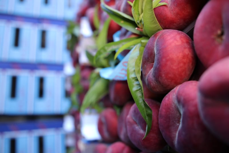 Celeste, la vera pesca piatta da snack