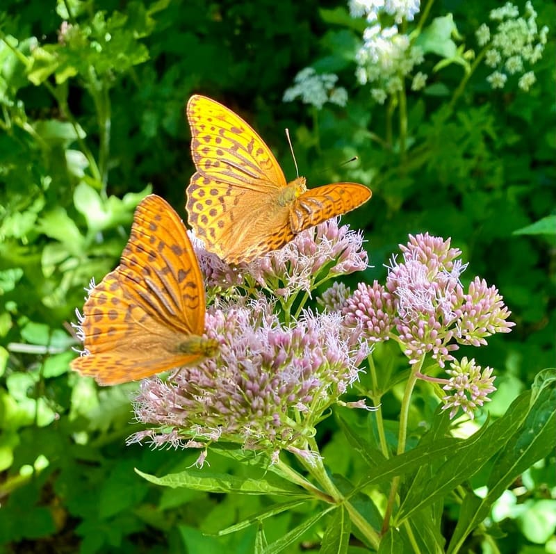 Melodramen-Konzert - Ach ja, Herr, Deine Schöpfung ist schön – wunderschön!