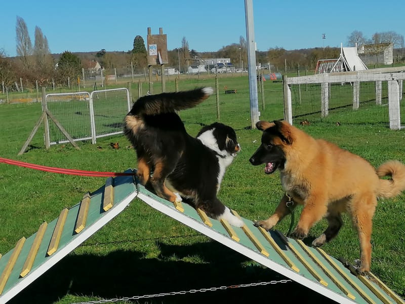 ECOLE DES CHIOTS