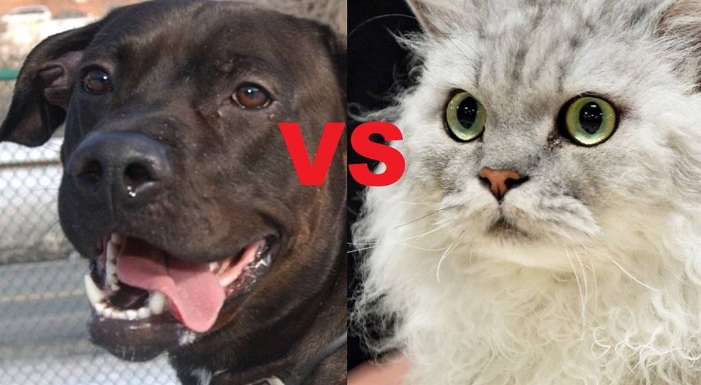 Cats versus dogs: Body corporates can’t discriminate, new ruling finds