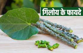 गिलोय एक ही ऐसी बेल है,  जिसे आप सौ मर्ज की एक दवा कह सकते हैं। इसलिए इसे संस्कृत में अमृता नाम दिया गया है।