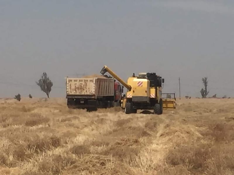 إنطلاق عمليات الحصاد لمحصولي الحنطة والشعير بالأنبار