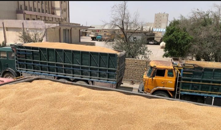 تجارة الحبوب تعلن ارتفاع كميات الحنطة المسوَّقة لمخازنها