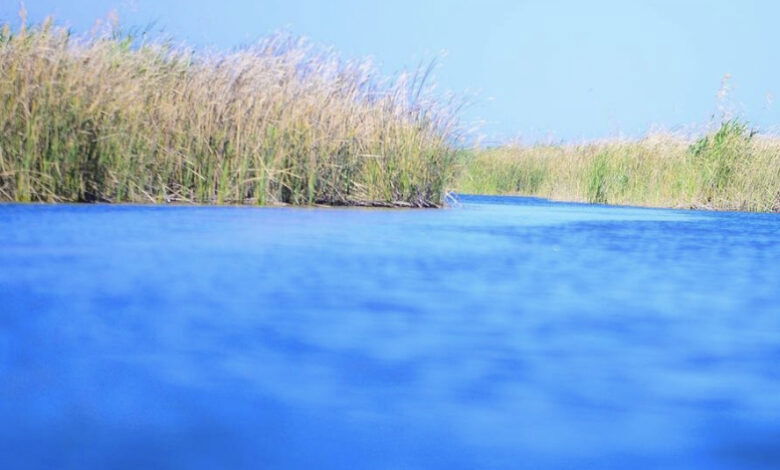 الموارد: انخفاض المياه في نهر دجلة لا يؤثر على الثروة السمكية