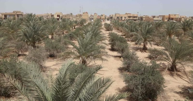 الدفاع المدني يشرع بتعزيز الحزام الأخضر بأطراف المدن كافة