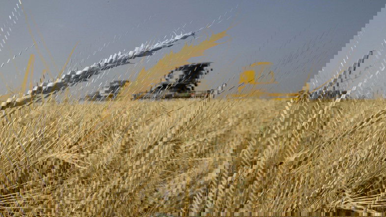 كركوك توجه تحذيرا للتجار المتلاعبين بأسعار الحنطة ومهربيها