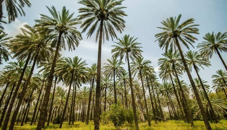 وزير البيئة: كربلاء المحافظة الأولى بيئيا