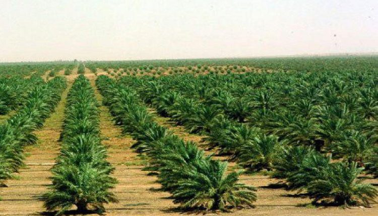 النجف تشرع بحملة لمكافحة التصحر