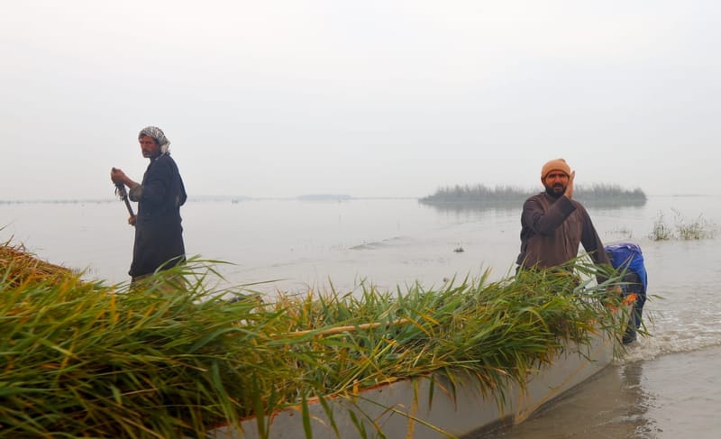 صور .. هور الحويزة ينتعش بفعل موجة الأمطار الأخيرة