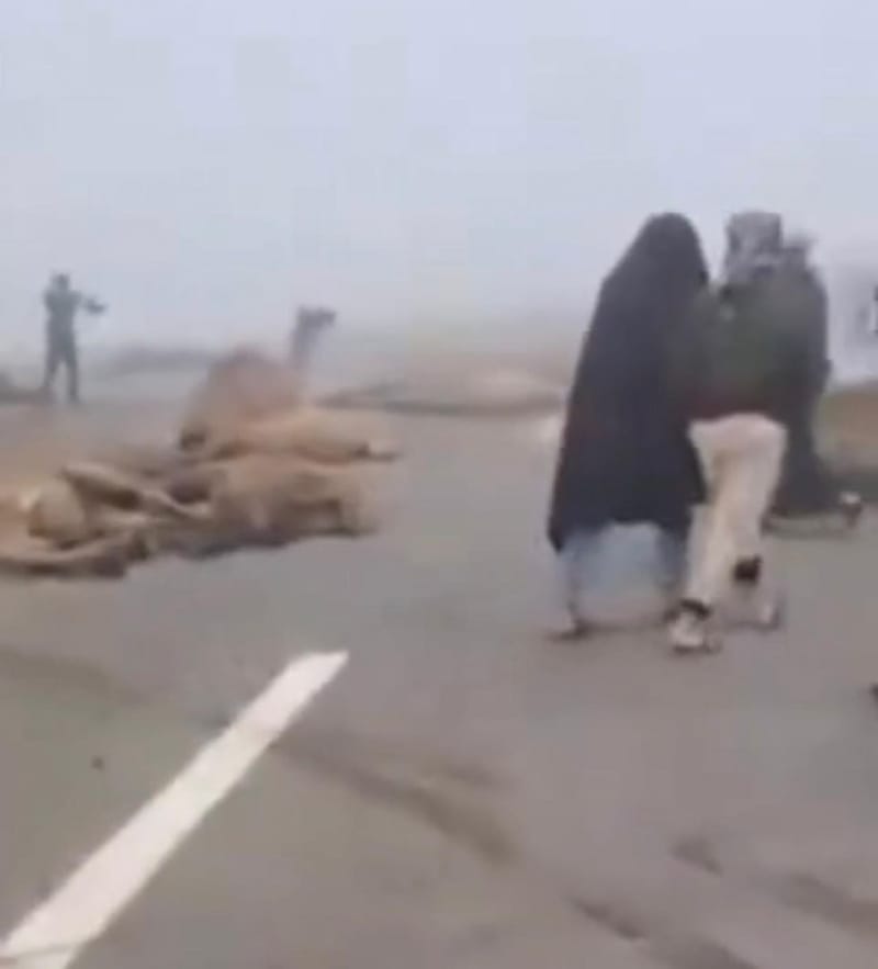 حادث سير مروع يتسبب بقتل عشرات الجمال في ذي قار