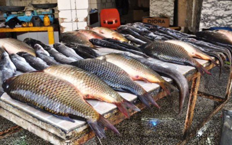 الزراعة تحدد سبب ارتفاع أسعار الأسماك في الأسواق