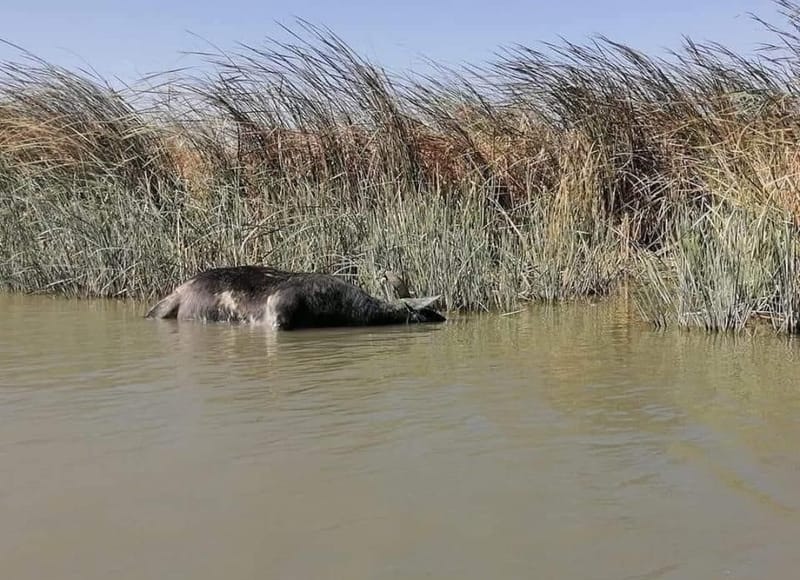 شخص في ذي قار يحرق نفسه بعد نفوق كل مايملك من الجاموس