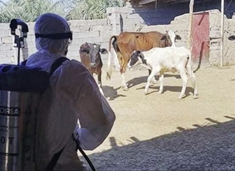 نقابة الأطباء البيطريين: غالبية الأوبئة من أصل حيواني والصحة العامة بالبلاد مهددة