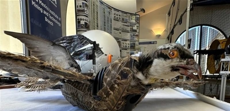 "درونز" من العصافير الميتة