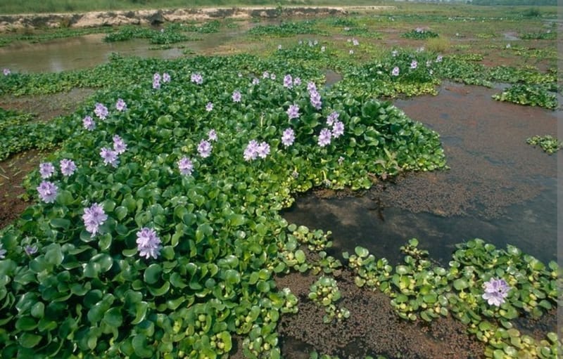 ‏العراق يباشر بنصب المصدات لمعالجة زهرة النيل في نهري دجلة والفرات